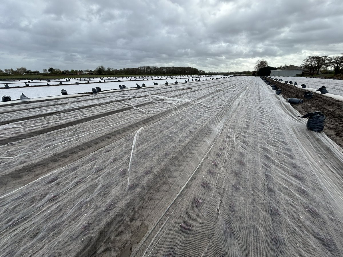 Agronomysilvers's tweet image. It’s been a productive Friday and some blue skies came out after the rain of course 🌤️ @AgriiUK @BASISRegLtd #lettuce #showeryday #happyfriday