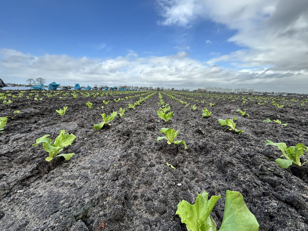 Agronomysilvers's tweet image. It’s been a productive Friday and some blue skies came out after the rain of course 🌤️ @AgriiUK @BASISRegLtd #lettuce #showeryday #happyfriday