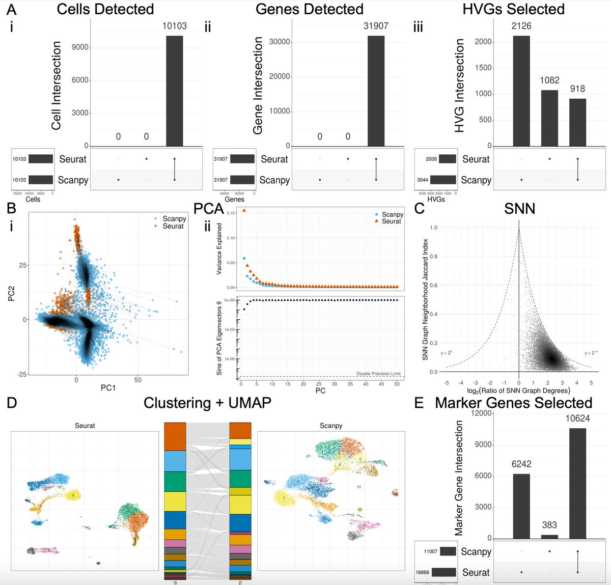 The choice of whether to use Seurat or Scanpy for single-cell RNA-seq analysis typically comes down to a preference of R vs. Python. But do they produce the same results? In biorxiv.org/content/10.110… w/ @Josephmrich et al. we take a close look. The results are 👀 1/🧵