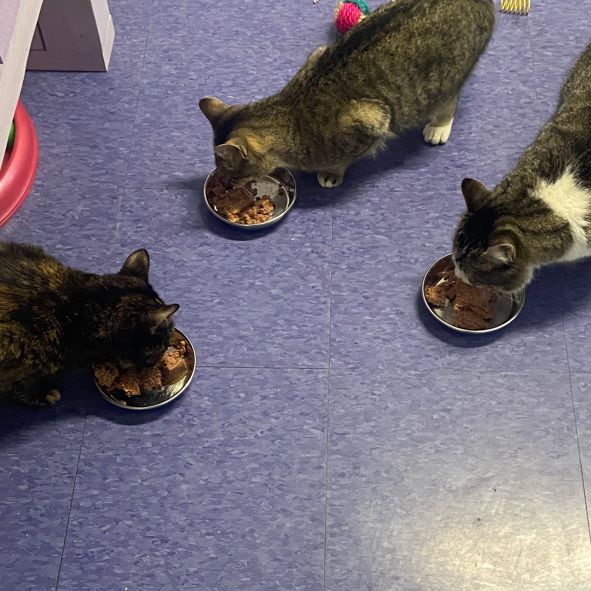 Nothing like having breakfast with friends! #felinefriday #felinefriends