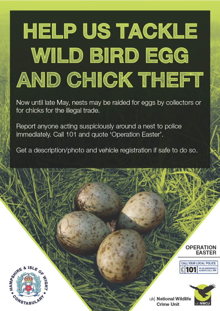 #OperationEaster The national enforcement campaign to protect our nesting wild birds is underway The taking of wild bird eggs is a serious crime yet remains an illicit hobby for some individuals Read more here & please report info to police: orlo.uk/24YKP #HantsRural