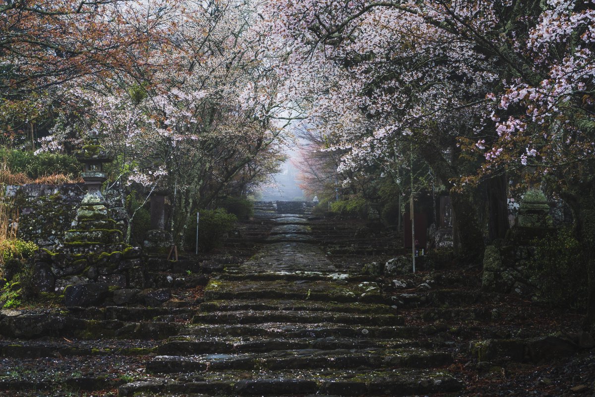 霧の英彦山で桜の儚さを知りました

#tokyocameraclub
