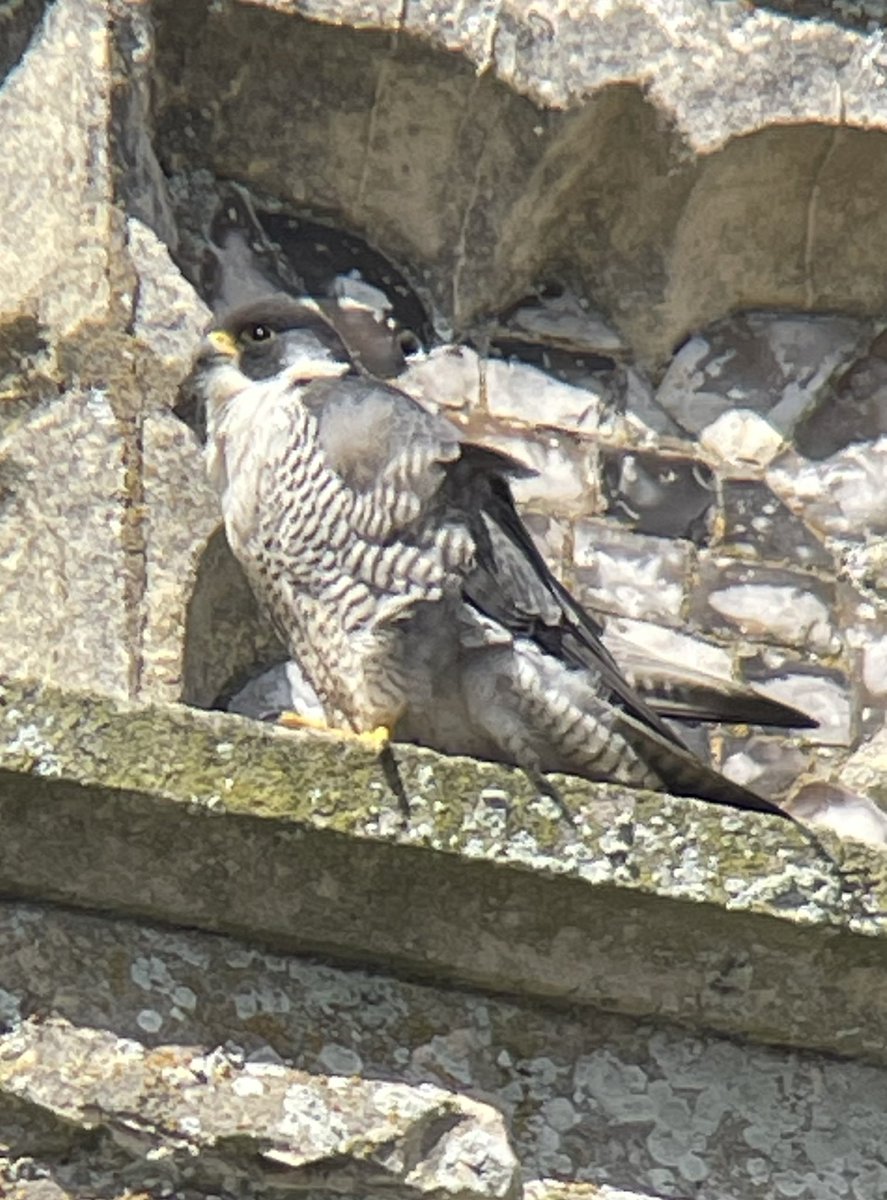 A pleasant morning on @CromerPeregrine watchpoint outside @CromerMuseum Our resident falcon spent almost 3 hours preening & stretching before another incubation shift🥚 📷 with phone adaptor & scope kindly on loan from @vikingoptical 
@HarriermanPhil @JustRegional @BBCLookEast