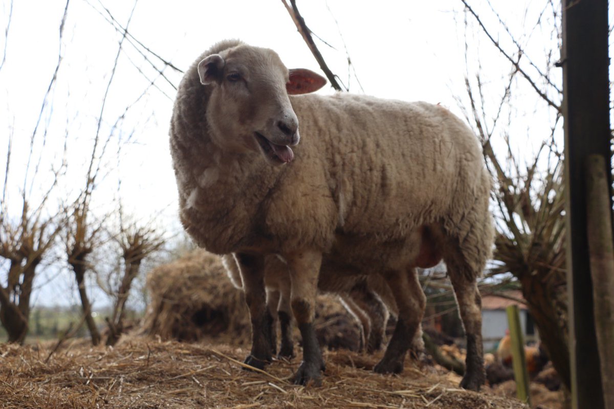 When you’ve got that Friday feeling and you just want to shout about it. Don’t go too crazy today Hazel, it’s a busy weekend ahead at the farm. #caenhillcc #hazelthesheep #sheep #fridayfeeling #farm