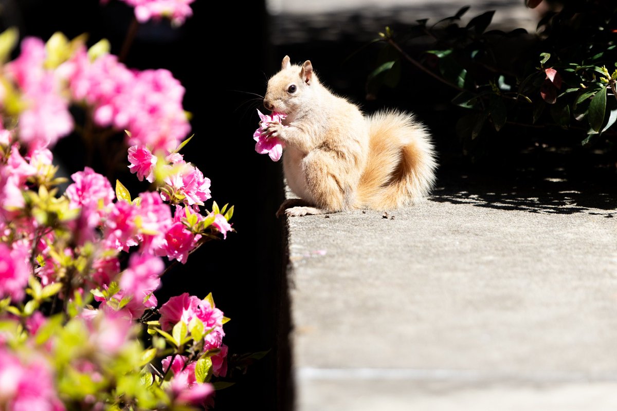 Breakfast is the most important meal of the day 🌸🐿️ A white-coated gray squirrel occurs in 0.00001% of births and this guy is a campus legend 😍