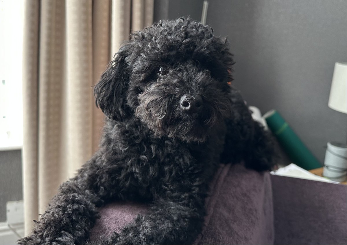 At @WUTHnhs, we're running the #WUTHPetPals Virtual Pet Show for staff ahead of National Pet Day! 🐾 We've asked colleagues to tag us in their best pet photos 📸 @WUTHstaff Meet our little Bobby! He's a three year old miniature-poodle & is very much the boss of our house! ❤️🐶