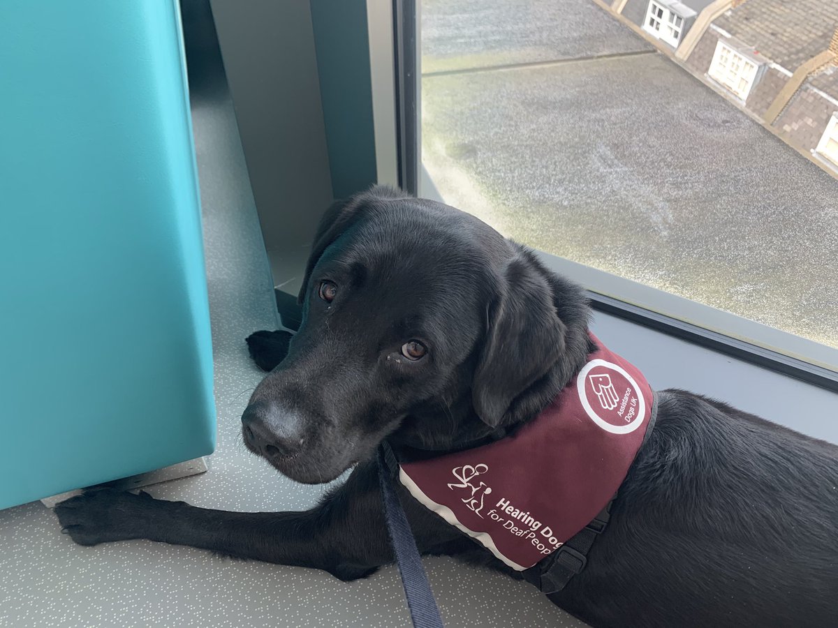 He’s enjoying the window seat while we wait for a cochlear implant appointment @uclh @HearingDogs