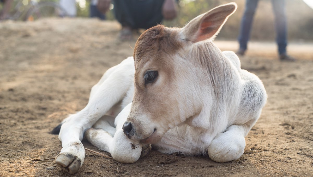 We hope your weekend is as relaxed as this sweet calf from India! Thanks to our supporters, we were able to provide treatment for 14,000 working animals across India last year – 3,600 of which were cattle.