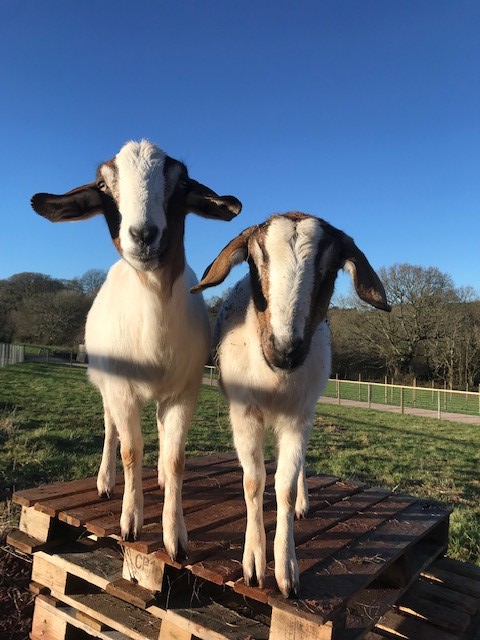 Today on the Farm🚜🐑🐴 Enjoy a fun-filled day out with family and friends this weekend. Join in with one of our daily animal sessions🐹, discover imaginative play inside our play area🤸 or ride around on one of our kids tractors🚜. ✨Fun for any age! ✨ #occombefarm #spring