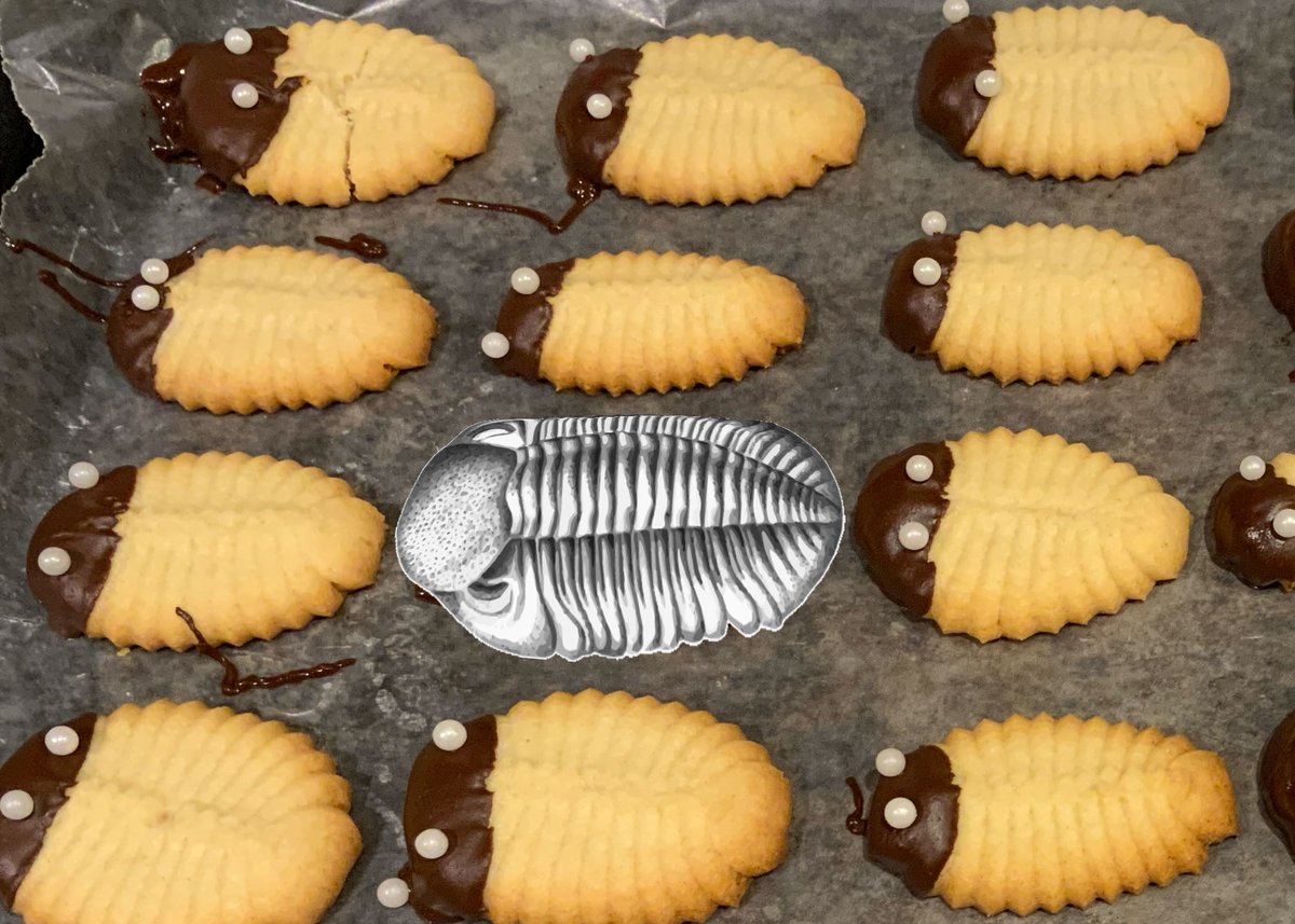 Happy #FossilFriday!! In case you missed it, check out our new American Paleontologist Newsletter for an amazing trilobite cookie recipe: priweb.org/research-and-c…
