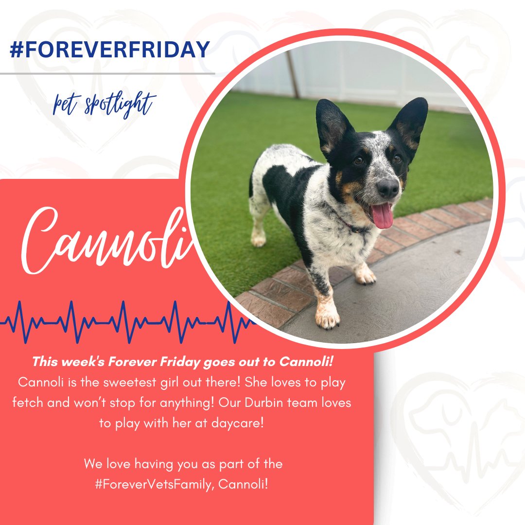 This week's #ForeverFriday spotlight goes to Cannoli! Cannoli is an amazing pup who attends daycare at our Durbin Pet Resort! #foreverfamily ❤️