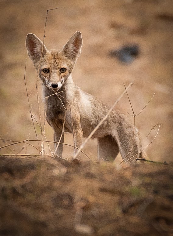 Howdy 😀😀
Desert fox 😀😀
.
.
.
Shot at Jhalana ,Rajasthan