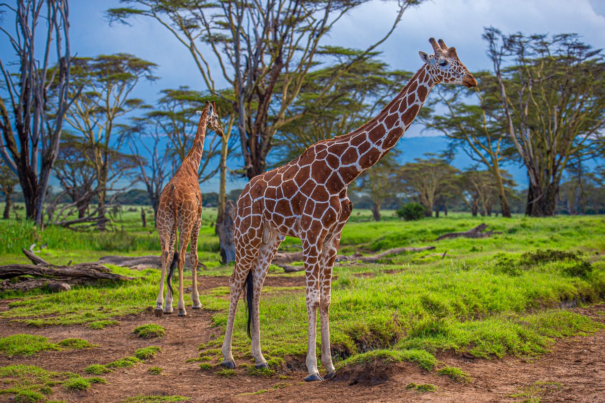 Cheers to a wonderful weekend! 🎉

📸<a href="/MartinBuzora/">Martin ₿uzora</a>

#Giraffe #Lewa #Kenya
