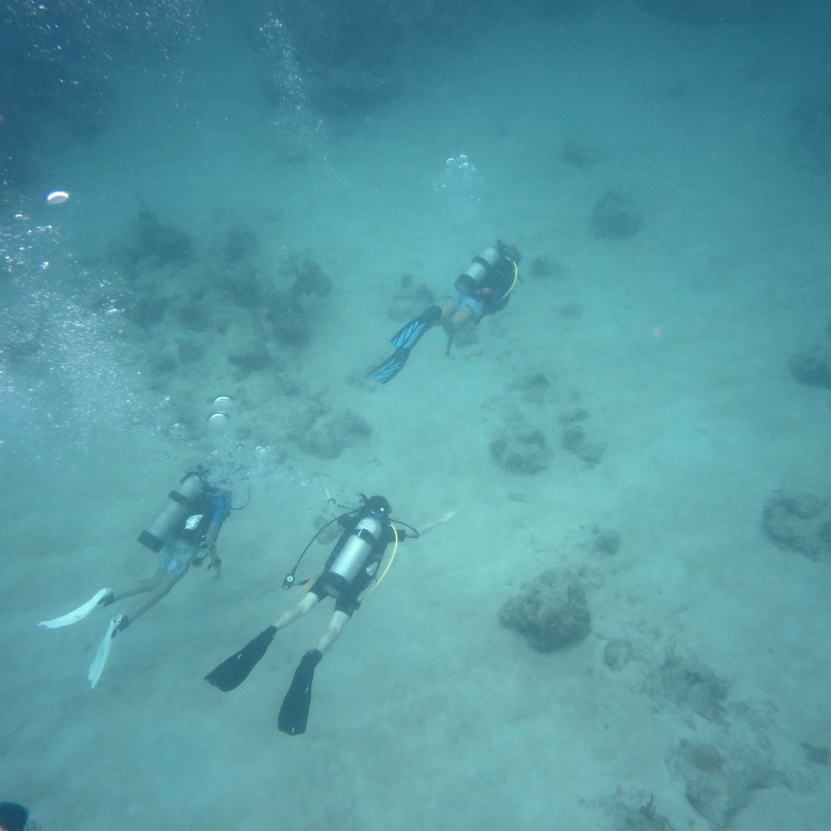 SeaTrekltd's tweet image. Tag your favorite instructor! #scubacamp #learntodive #sailingcamp #learntosail #marinesciencecamp #summercamp #teentravel