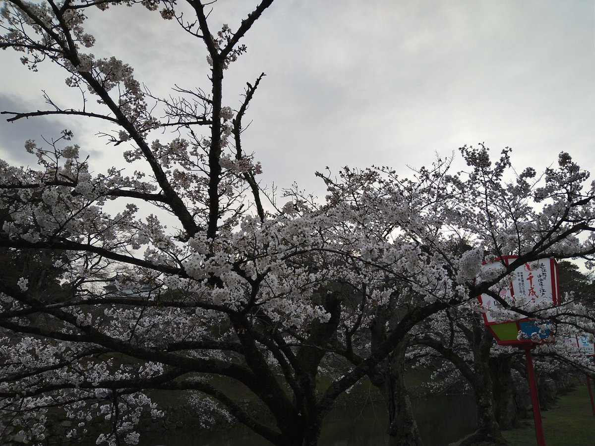 mincrystalwing1's tweet photo. #彦根城 #桜 
#彦根城桜 https://t.co/91Go1mJzxE