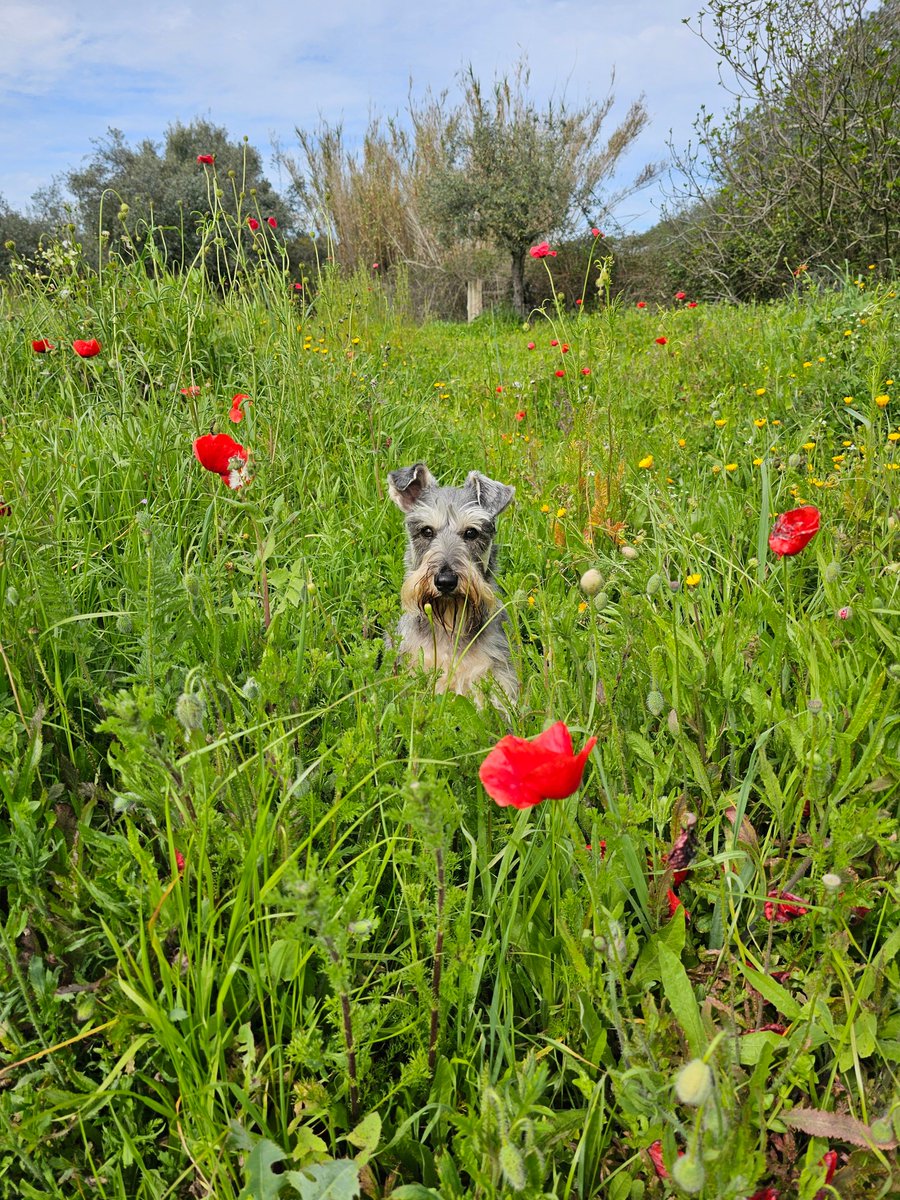 Oh, how I love spring days ☺️ Have a great Friday everyone 😀 #SchnauzerGang #nature #Friday