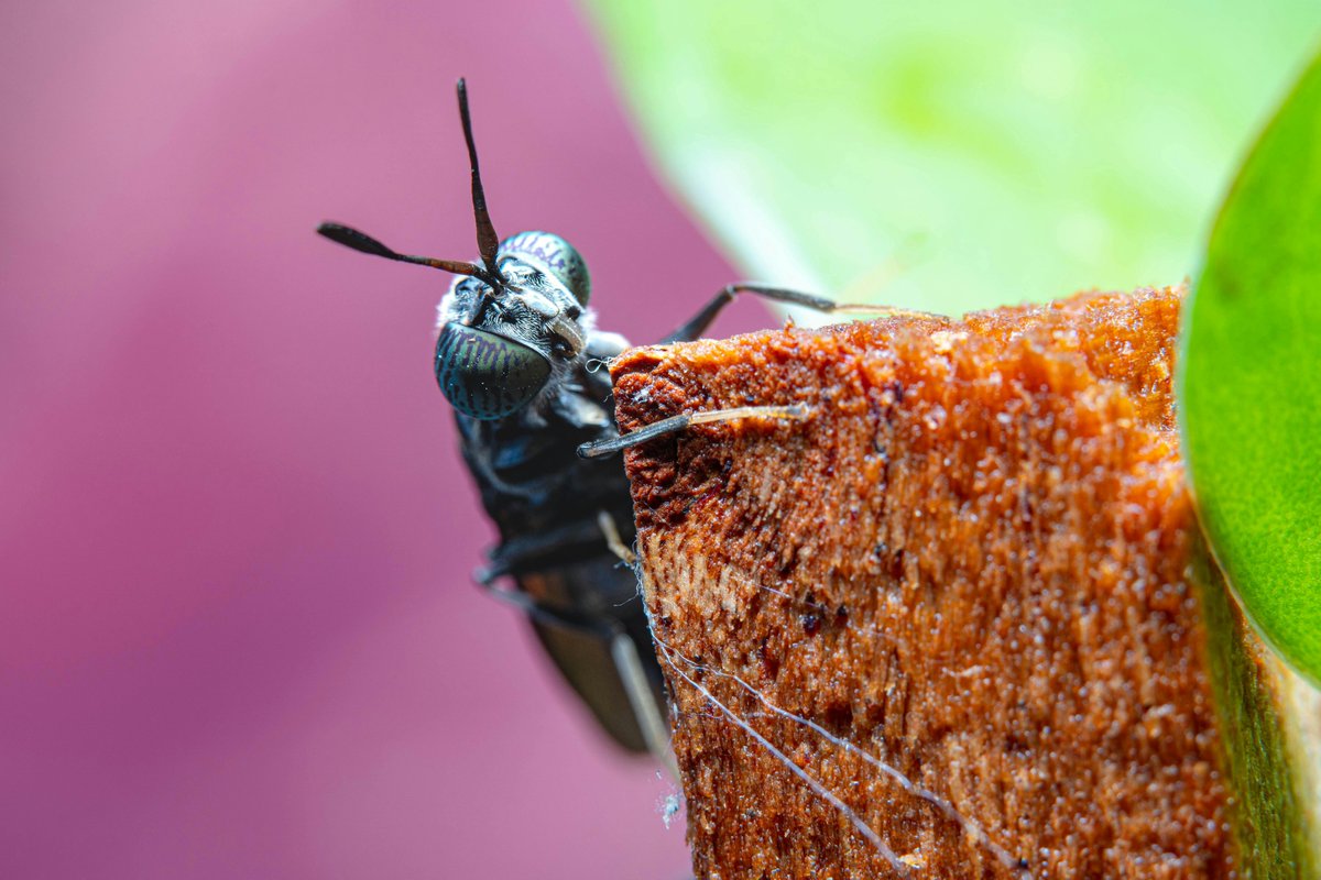 Women in Côte d’Ivoire turn fly larvae into animal feed & fertilizer through the @FAO @AbidjanAutonome & BioAni circular #bioeconomy project. @FAO’s @LNeretin explains: rebrand.ly/249d2d #CircularEconomyCampaign2024 @MediaplanetUK