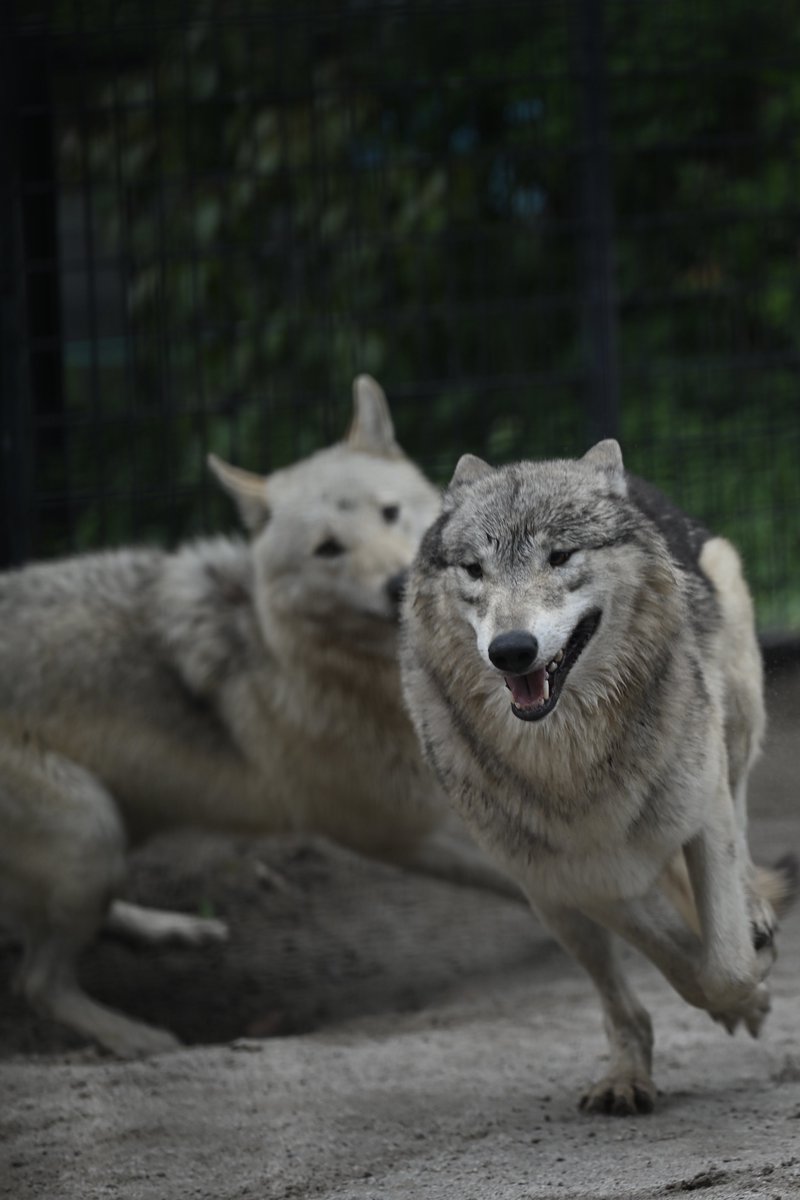 オオカミ鬼ごっこ

シンリンオオカミ
平川