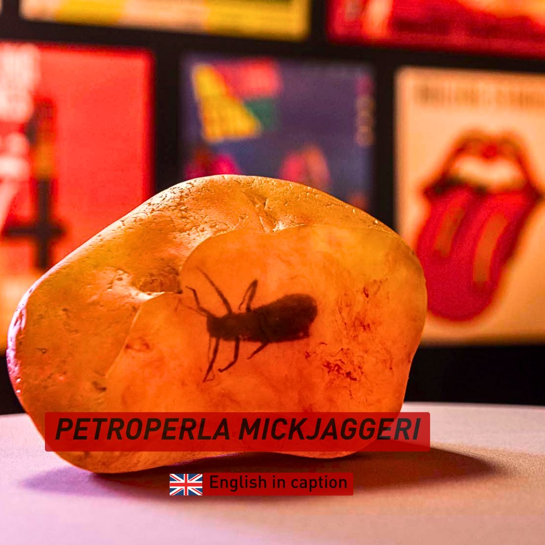 #rockfossilsontour Let us introduce: Petroperla mickjaggeri! Just in time for his 75th birthday 2018, this stonefly was dedicated to @RollingStones frontman Mick Jagger. You can admire the entire Rolling Stoneflies in our special exhibition Rock Fossils!🤘