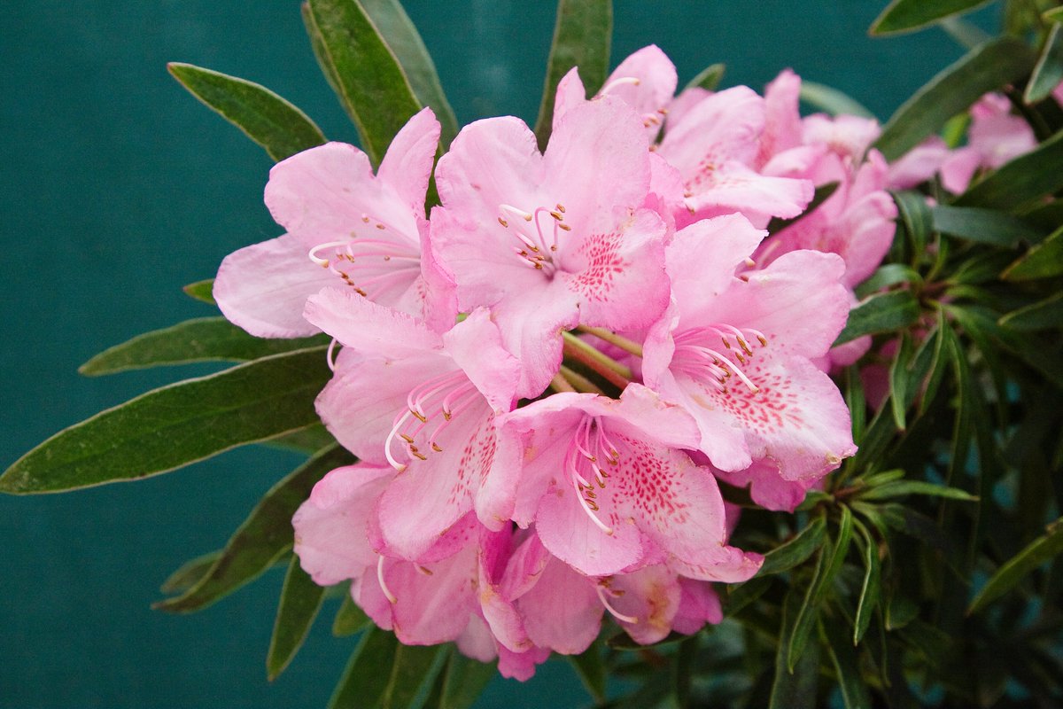 With warm temperatures expected tomorrow, visit Hilltop here at RHS Garden Wisley to celebrate the season at the Spring Ornamental Plant Competition. See displays of Rhododendrons, Camellias, Magnolias and many more spring-flowering trees and shrubs: rhs.org.uk/gardens/wisley…