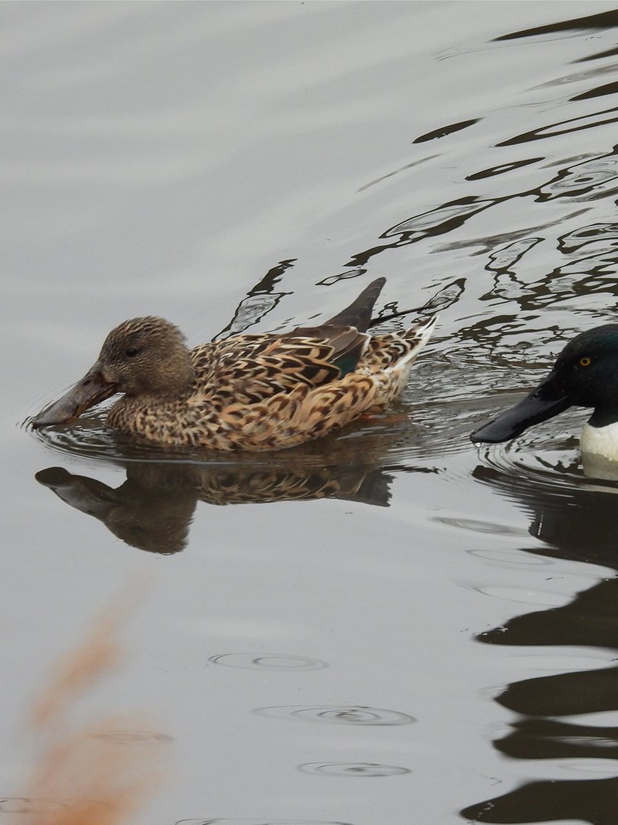 PeckersBirder tweet picture