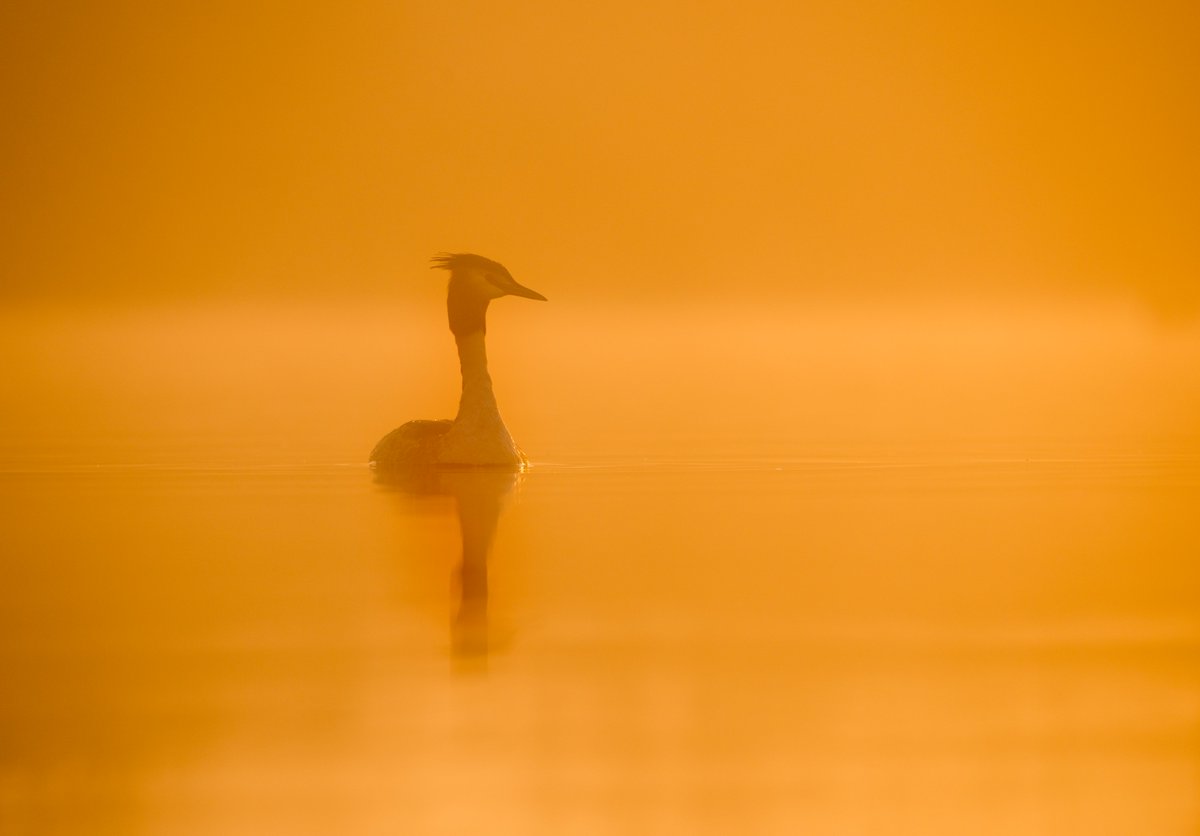 A couple of spaces left for the photography course I'm running @Pensthorpe later in the month. For details & to book > pensthorpe.com/events/1-day-p…