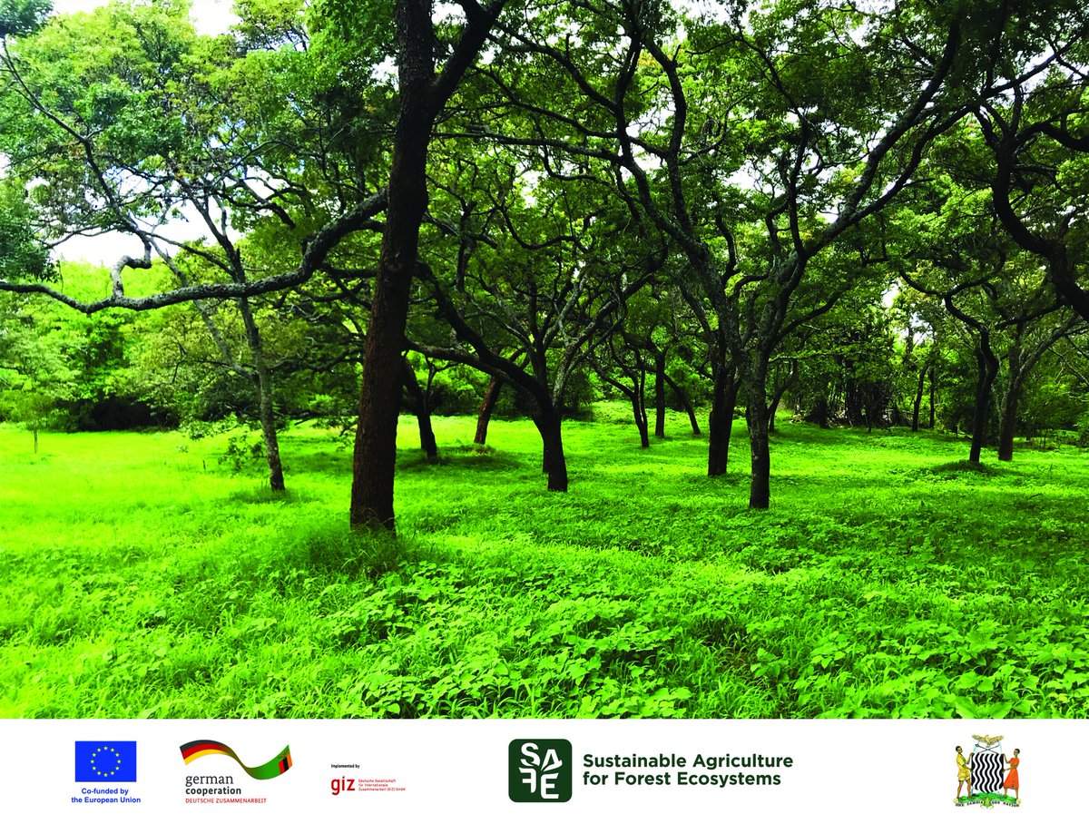 #FridaysforFuture #ForestsforFuture 🇩🇪GIZ´s project SAFE focuses on Food, Farmers & Forests:promoting sustainable agricultural production, creating deforestation-free supply chains for selected commodities (e.g. palm oil, cattle, soya, coffee, cocoa, wood) to the #EU!🌲💚#GerZam