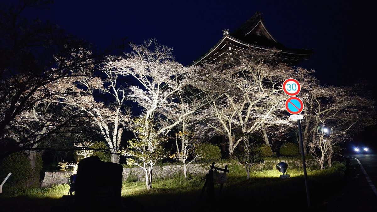 RS7Mogura13's tweet photo. #なんて素敵な和歌山なんでしょう
#岩出市 #根来寺 桜満開ですね(*´∀｀)
ライトアップは明日までの模様。 https://t.co/i0iQxZdi2b