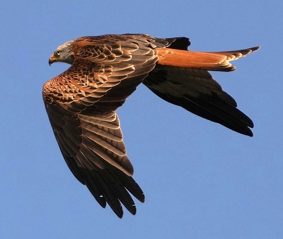 Have a good #Flyday folks 👍 

#TwitterNatureCommunity #TwitterNaturePhotography #Raptors #birdsinflight #birdwatching #BirdsOfTwitter #BirdsSeenIn2024