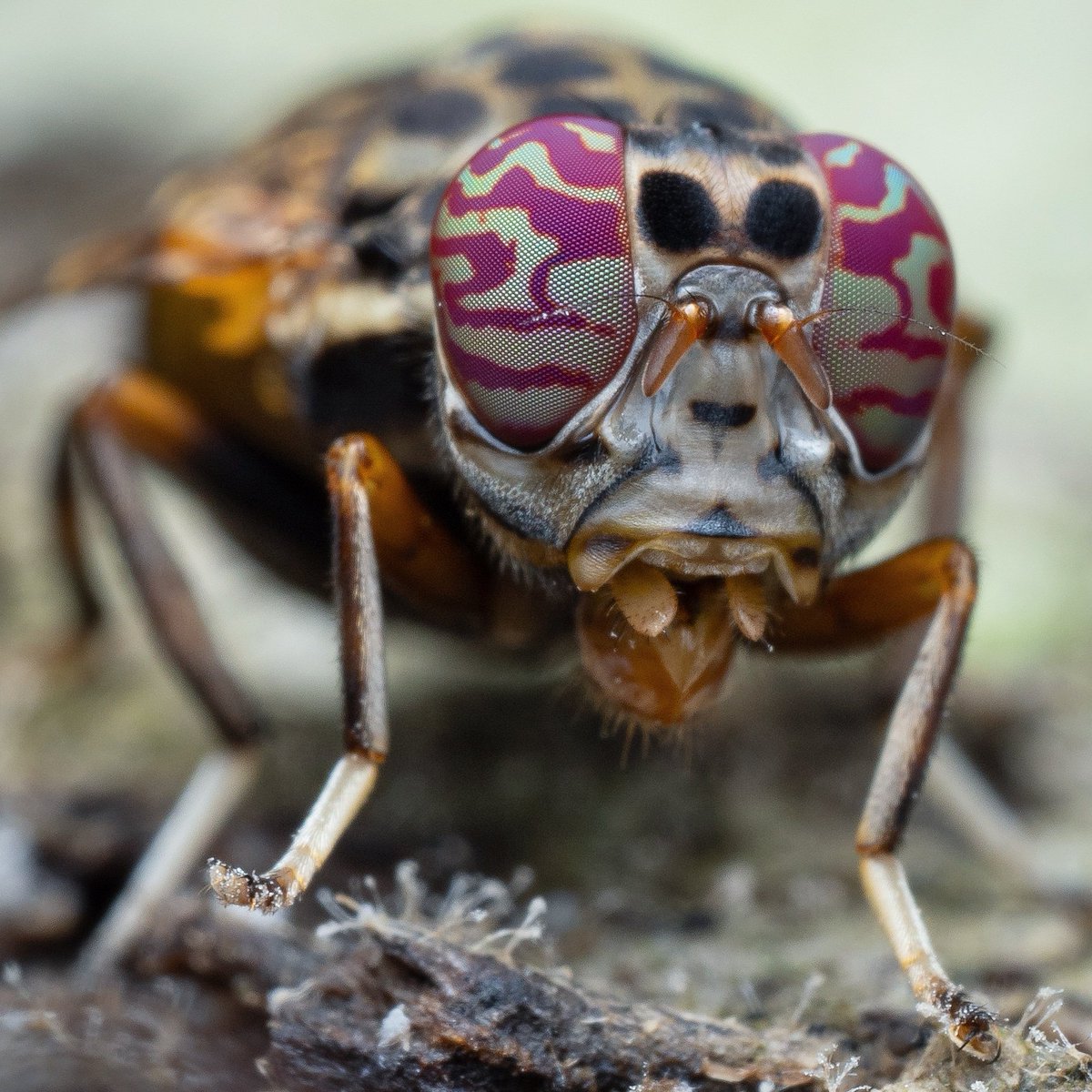 Crazy eyes for #flyfriday 

Was super happy to have captured this fly after seeing so many folk manage it from visiting Malaysia 

Single shot 

Platystomatidae Scholastinae I think