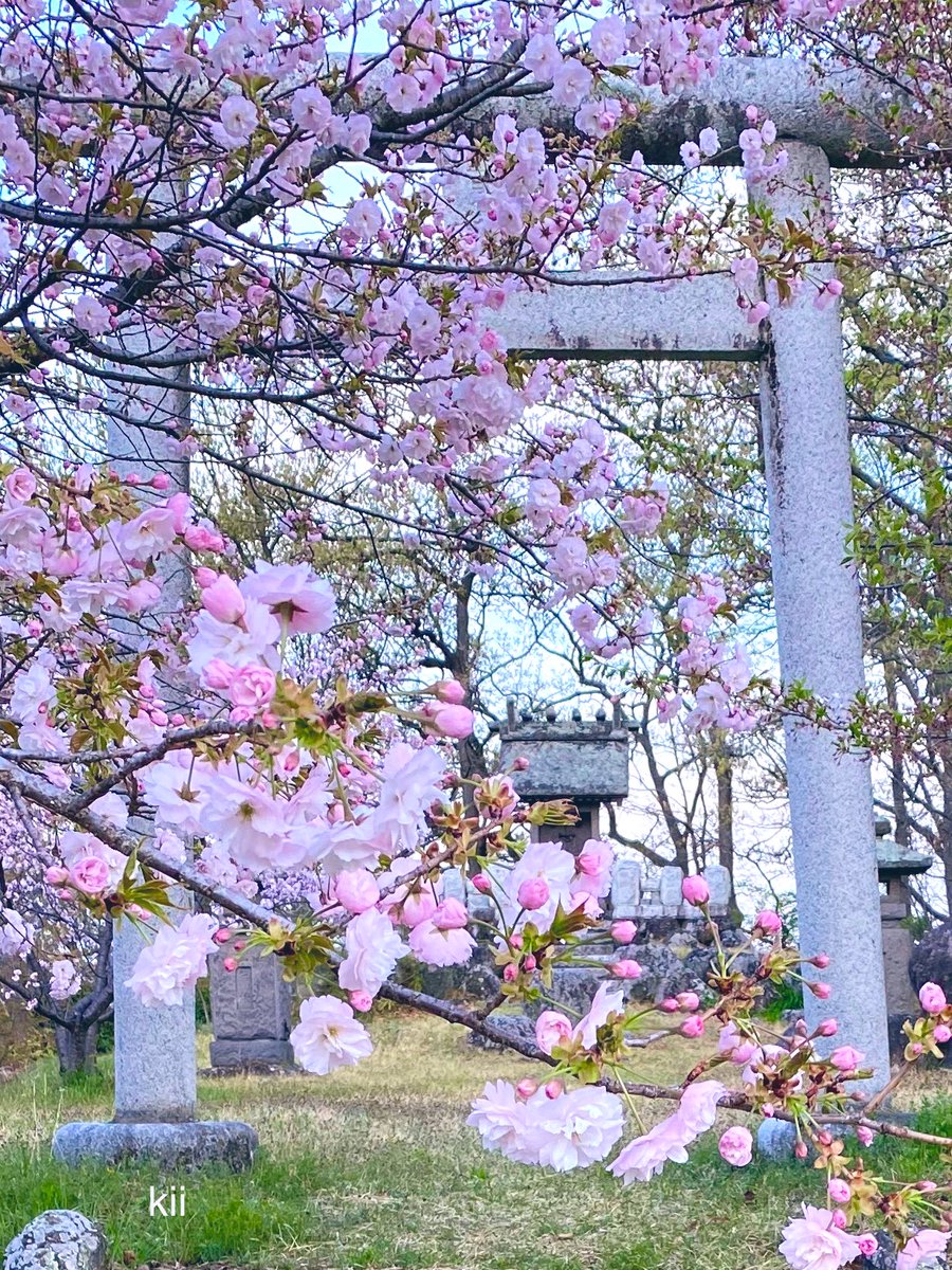 __4_leaf_clover's tweet photo. 🌃
🖋️

さくら色の
空を見ながら

年に一度の語らいや
懐かしい顔ぶれに
会えることを楽しみに

足取りも軽く
歩く桜の小道 .・🌸

ゆっくりと
感謝を込めて
ゆっくりと歩く

🍃・.  素敵な時  . ・🍃

また
来年も会えるかな . ・🌸

　　　　　　　🍀

　去年の🌸です https://t.co/tMNwxTRfMt