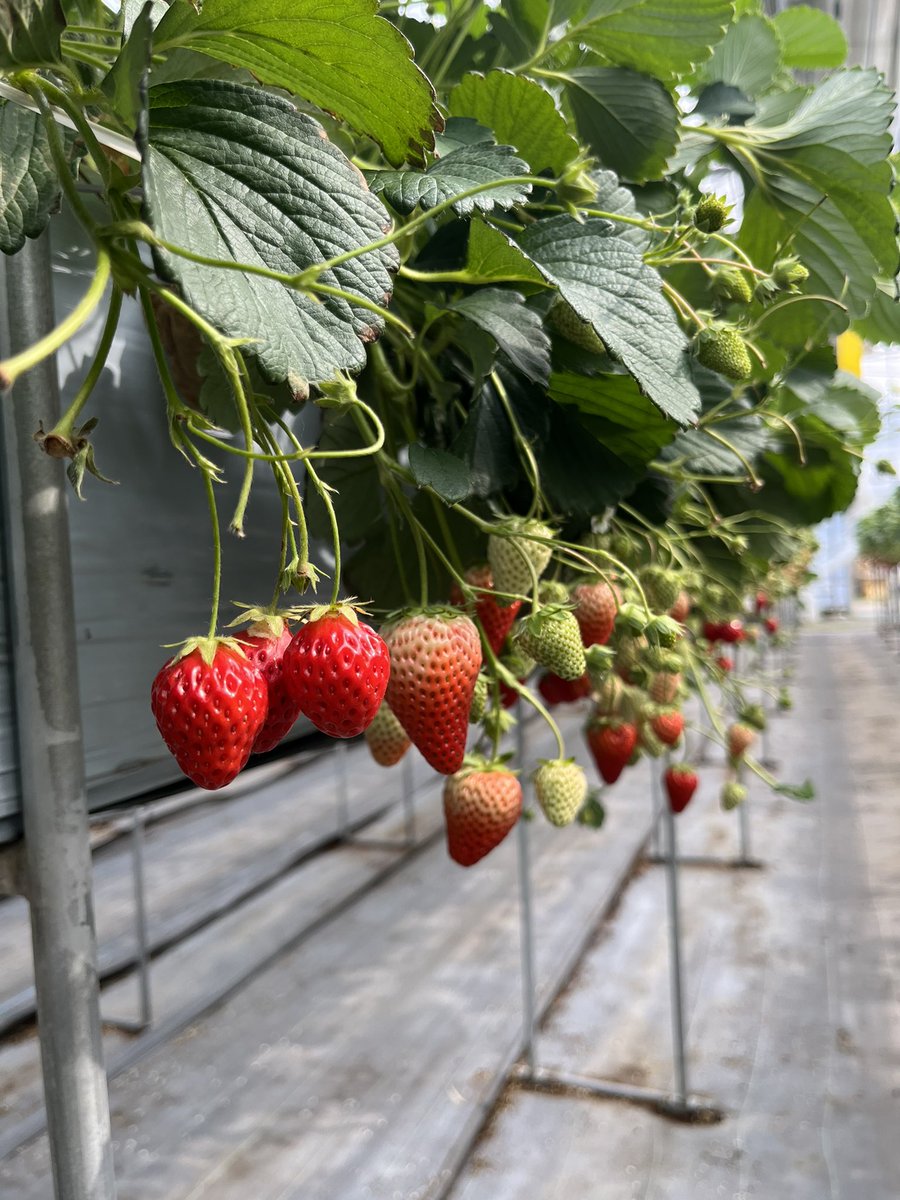 いちごガチャきた！！ひくしかない🫶🏻
そしてこの間久しぶりに いちご狩り行ってきた🍓