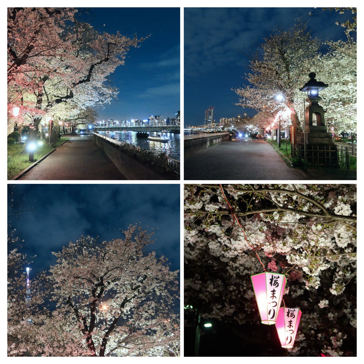 咲く夜この花
見頃になった桜を眺めながら
川沿いを散歩して墨堤へ
灯りと夜桜が綺麗でした

隅田公園ライトアップ
墨堤桜まつり

2024.4.4