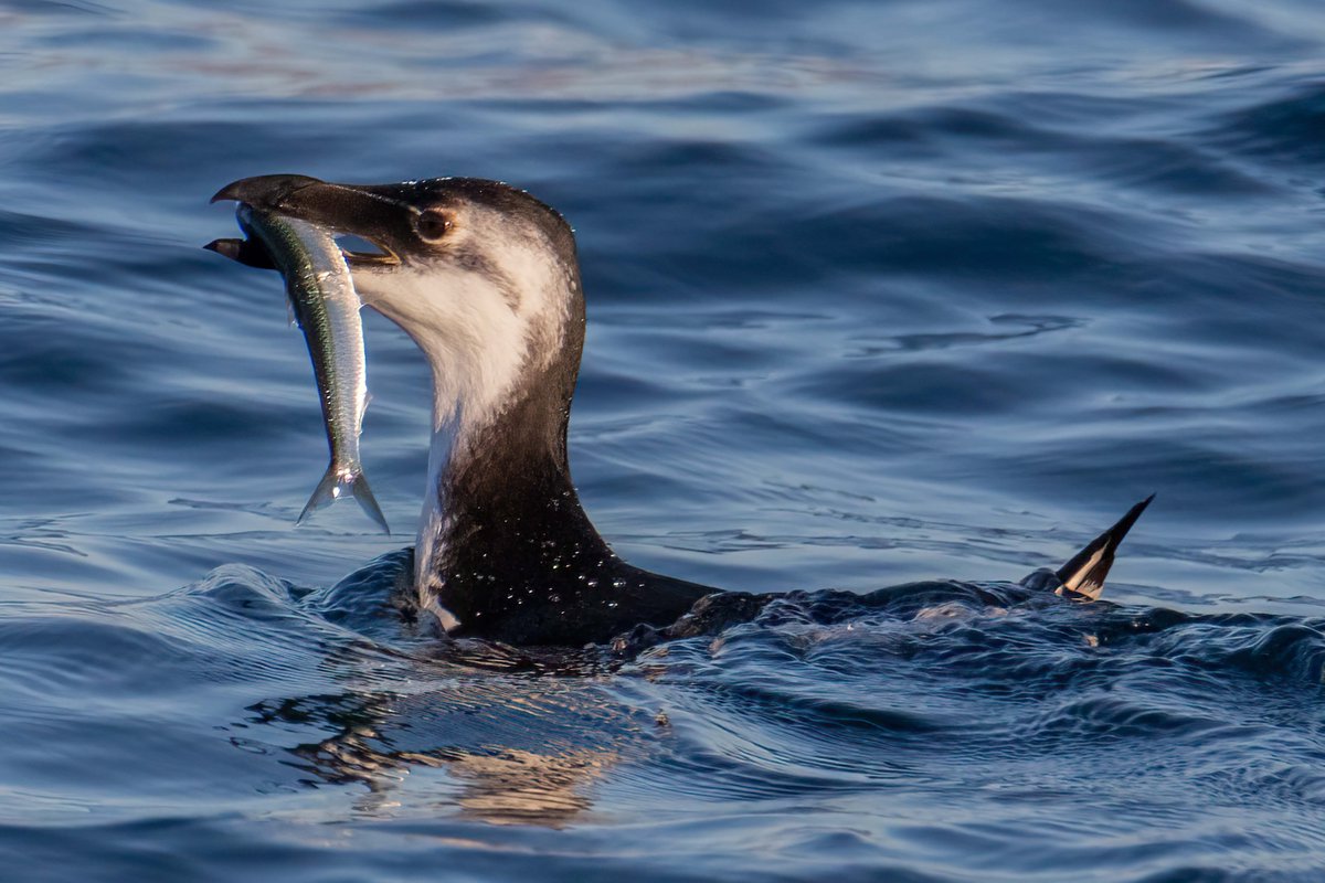 😮Researchers from SZN, CNR, and Federico II have used a novel method merging social media analysis with examining the stomach contents of stranded birds to reveal, for the first time, the eating habits of the Razorbill (Alca torda) in the Mediterranean! ➡️shorturl.at/cAY19