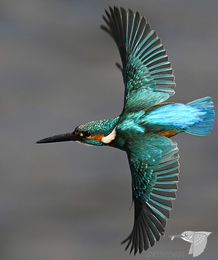 今日のカワセミ　 Eisvogel des Tages #カワセミ #野鳥撮影 #Kingfisher #Z9