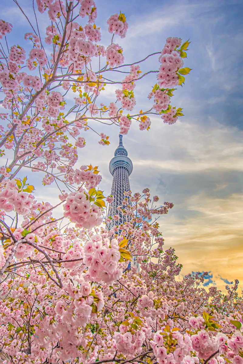 東京の桜満開になりましたね🌸 #桜　#photograghy #桜満開