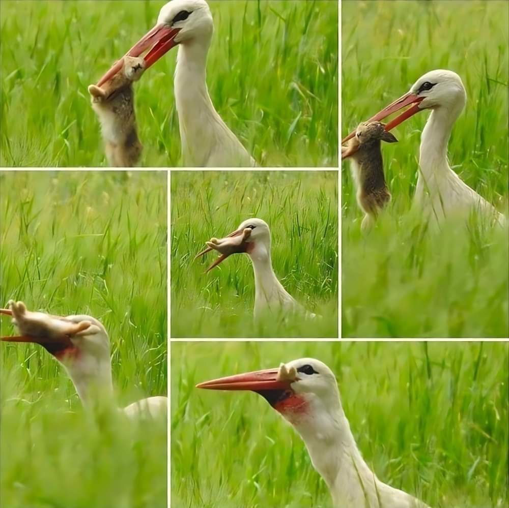De Ooievaar brengt geen baby,'s. Eet ze gewoon op.