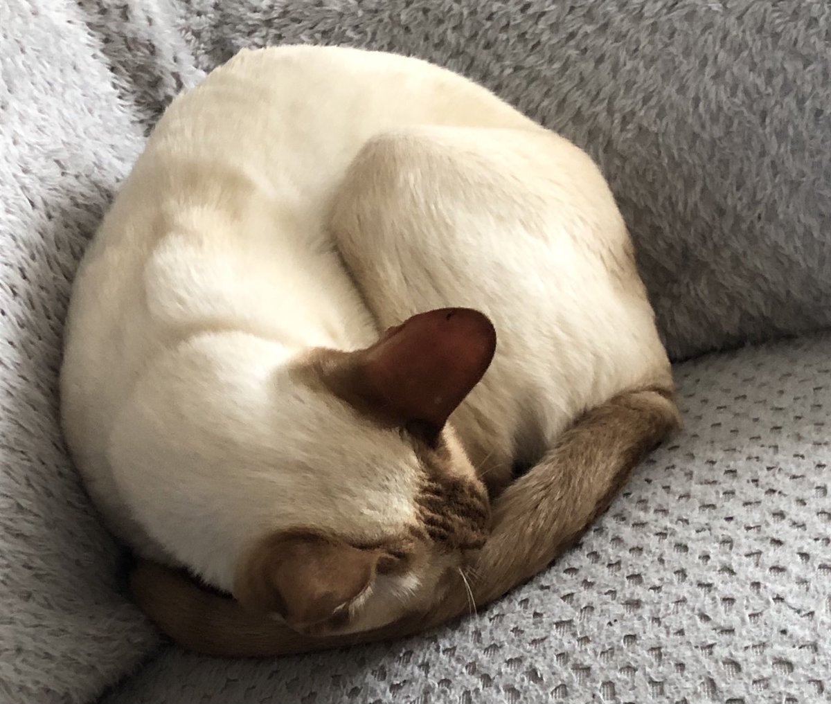 Efforts to persuade Ted to leave the house for a bit & leave the cushions alone met with the usual success. #cats #CatsofTwitter #sofa #Fridayfeeling