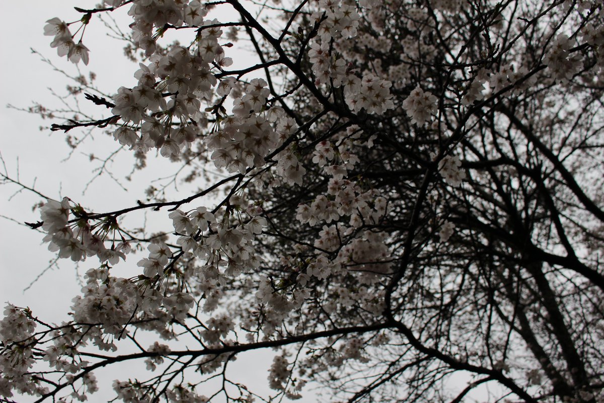 この辺も「桜」結構咲いてますよ！ 週末天気が微妙かな 貸切インドアフィールド空いてます お気軽にお問い合わせを！ 明日は50mレンジの予約のみです ibf9.com TEL：042-659-2898 #50mレンジ #IBF9　#少人数貸切サバゲ