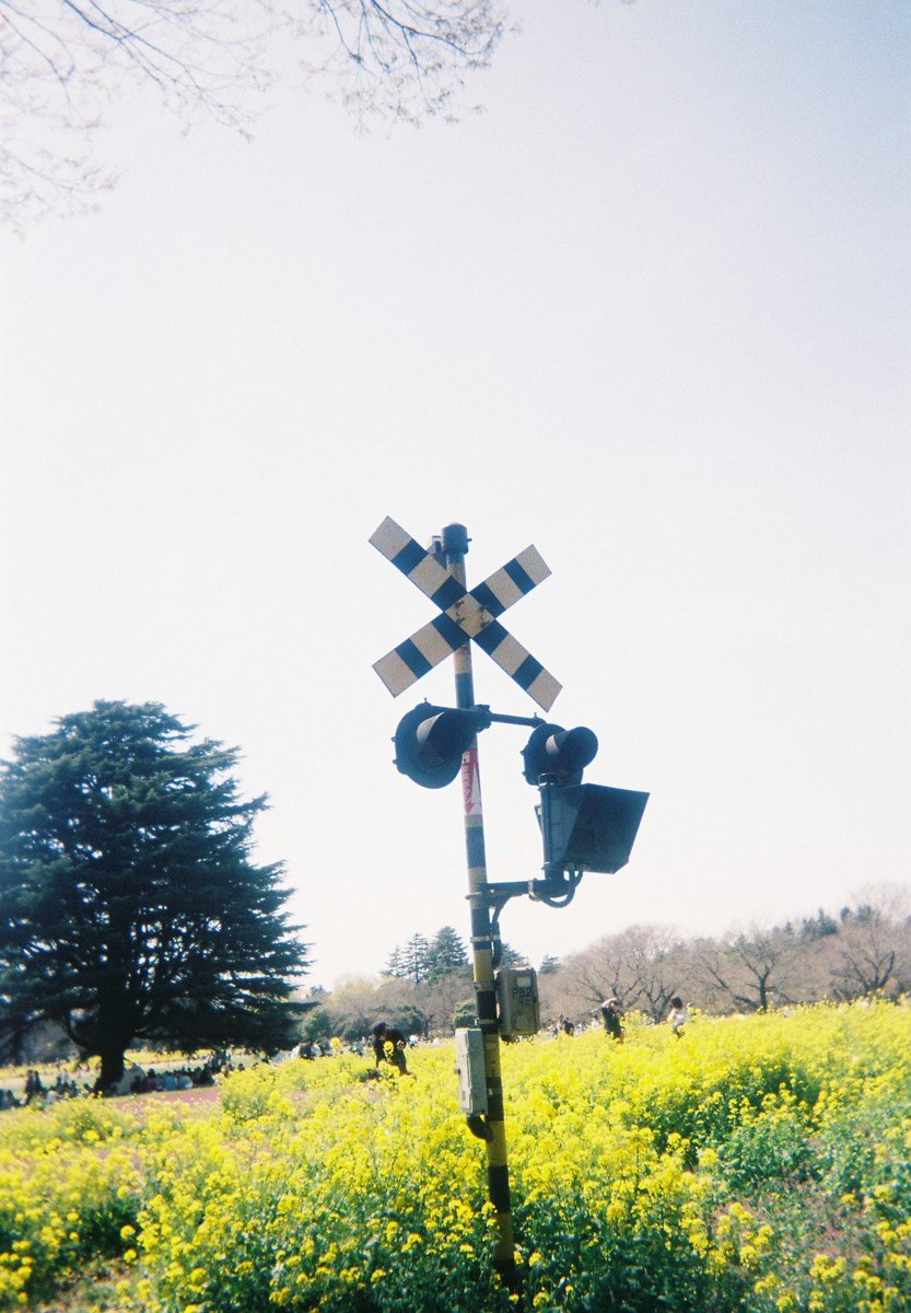 青×春🌸 Location : 昭和記念公園 Camera : 写ルンです #昭和記念公園 #立川 #春 #写ルンです #ポートレート #portrait #キリトリセカイ #ファインダー越しの私の世界 #写真好きな人と繫がりたい