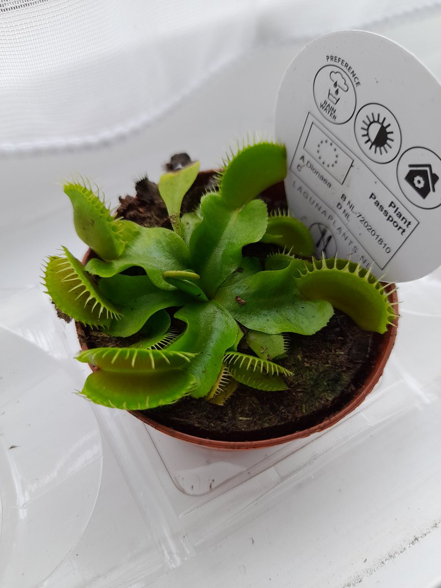 Being a grown-up means sometimes buying a Venus fly trap called Veronica.