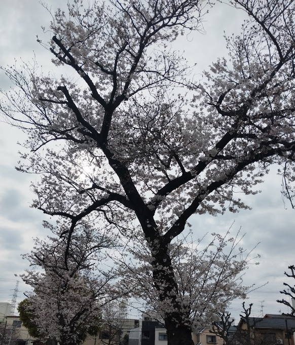 今日はいつもと違う場所に出張ったのでそこで撮ったサクラですたい(‾・ω・‾)b
そして何やら視線を感じたので辺りを見回すと・・・
見知らぬ場所のにゃんにゃんが🐈(*/∇\*)
警戒されてる感じだったのでそーっとパシャリさせて貰ったですよ📷🌸🐾