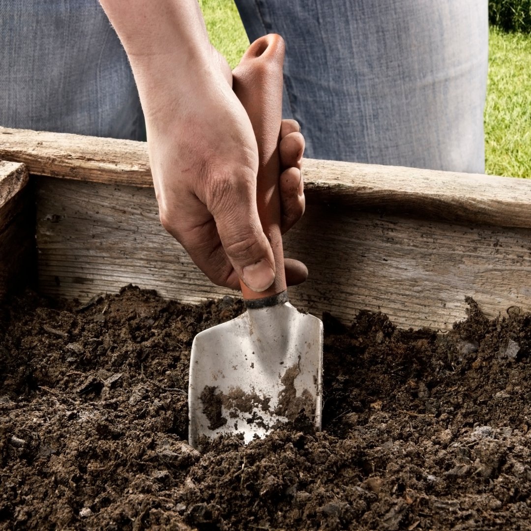 Elevate your garden with raised beds for summer! Better drainage, warmer soil, custom growing. Consider crop needs. Start planning/building now. Learn more: gardentopsoildirect.co.uk/gardening-tips… #RaisedBeds #SummerGardening