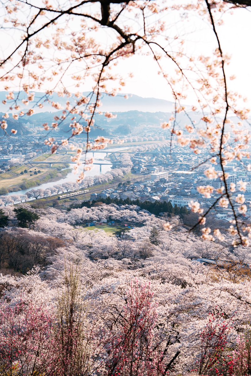 船岡城址公園は宮城の桜最強スポットの一つ。 満開は来週あたり！