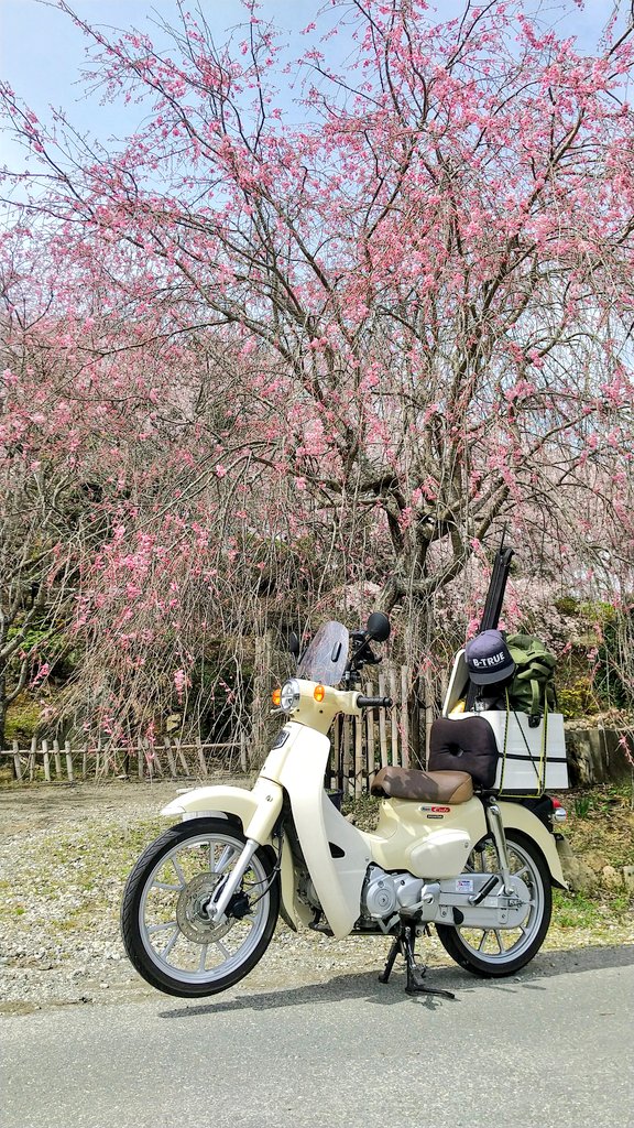 枝垂れ桜を見に兵庫県三田市までカブ散歩🌸#スーパーカブ