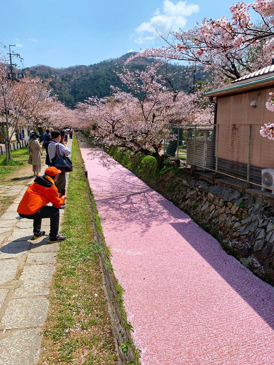 哲学の道に現れた花筏。正しく桜の花道。