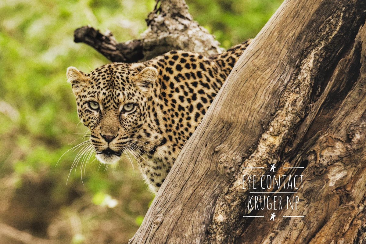 Here’s looking at you, pal..#leopard #bigcat #Kruger @SANParksKNP @Canon_India @CanonEMEApro