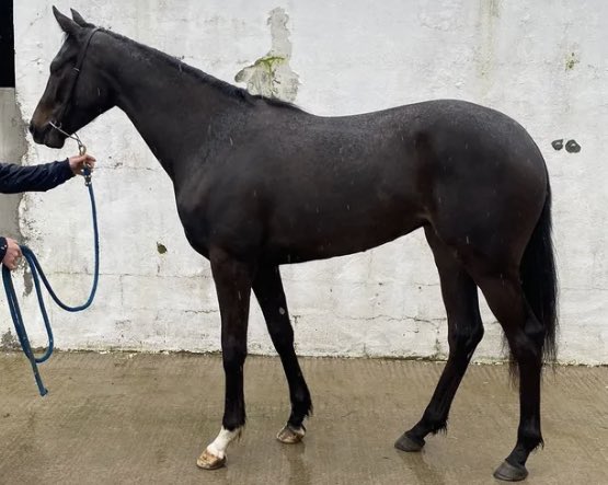 New Recruit 5 of 8 Love Talk Trainer - Grant Tuer 2yr old Bay Filly Nick Bradley Syndicate This is our second filly by second year sire Ten Sovereigns. She’s a very good Physical and a horse for the second half of 2024. Irish incentive qualified. Good luck to all the owners!