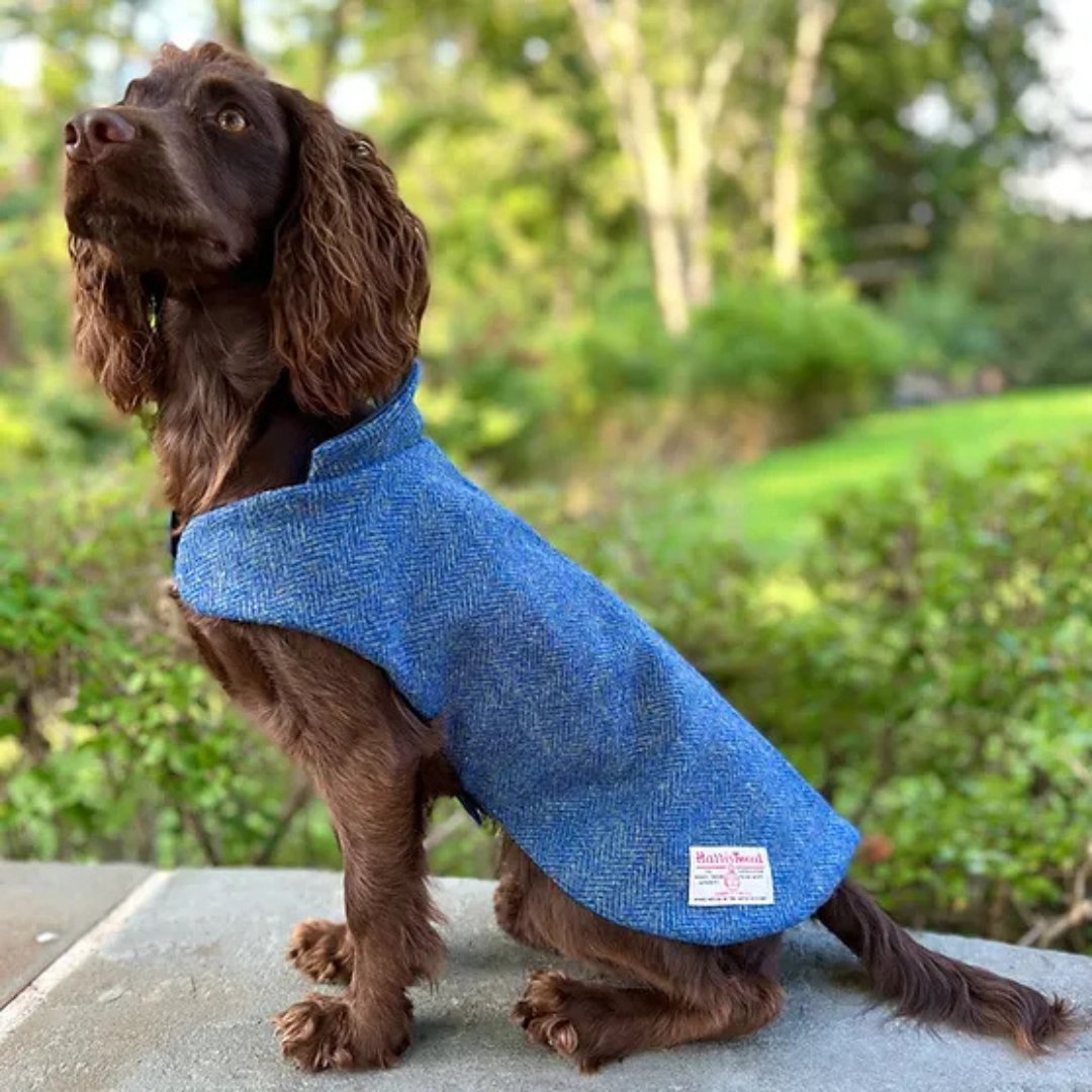 💐Happy April - Spring has arrived💐 As more and more people enjoy their time outdoors, our furry friends also deserve to dress nice and stylish! Check out our luxury dog collections on our website #LuxuryDogCoats #DogCoats #ChilcottUK #ArtisanCraftsmanship
