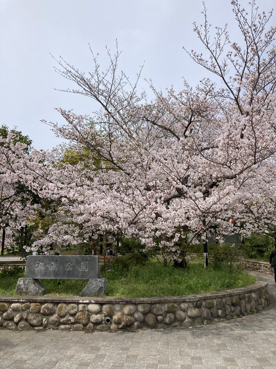 大新地区連合自治会からのお知らせ❗️

大新公園では、毎日午後5時から9時まで提灯🏮を点灯していますので、ぜひ夜桜もお楽しみください😊
